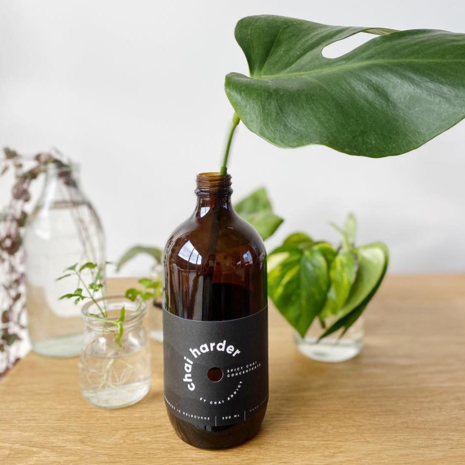 an empty bottle of chai harder has been reused and recycled for plant propagation