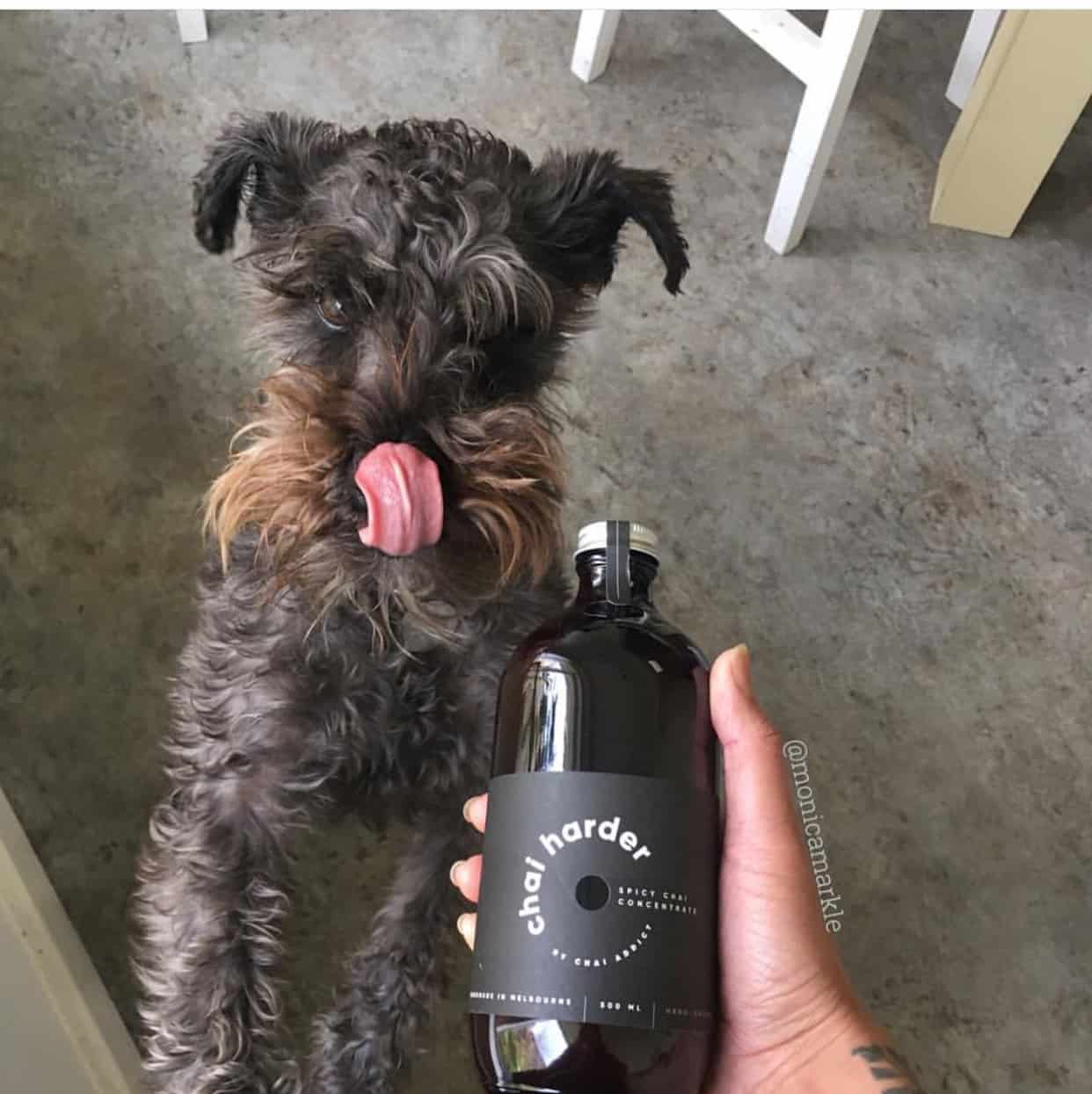 hand holding chai harder chai latte concentrate while dog lick its nose